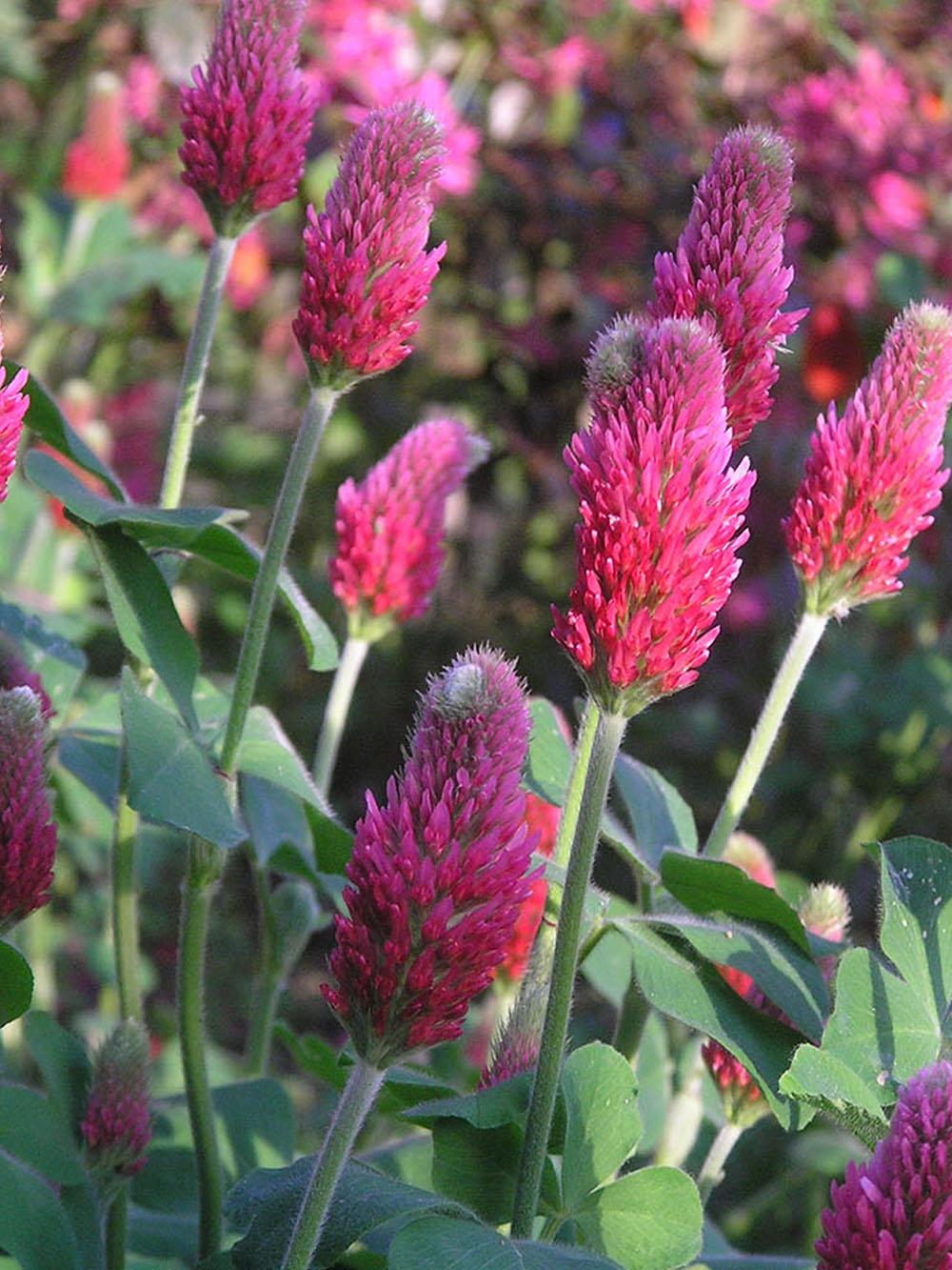 Crimson Clover
